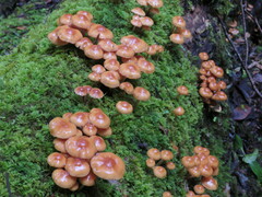 Kuehneromyces
