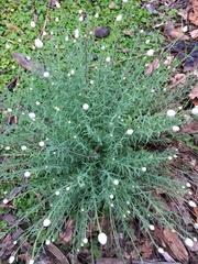 Rhodanthe anthemoides