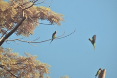 Psittacula alexandri