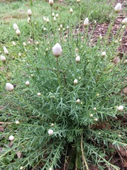 Rhodanthe anthemoides