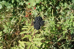 Sambucus ebulus