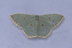 Comostola meritaria