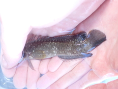 Acanthoclinus fuscus