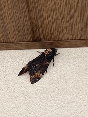 Acherontia atropos