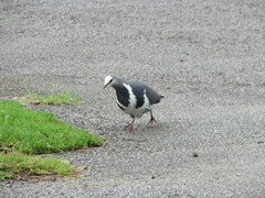 Leucosarcia melanoleuca