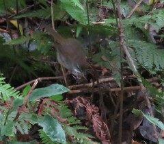 Sericornis frontalis