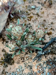 Blennospora drummondii