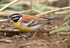 Emberiza flaviventris kalaharica