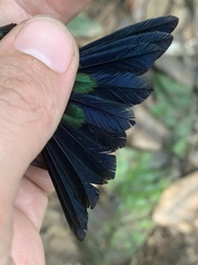 Thalurania furcata