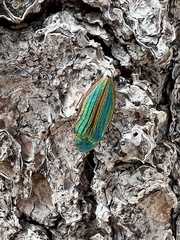 Buprestis aurulenta