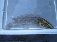 Acanthoclinus fuscus