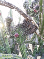 Stenocereus gummosus