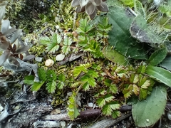 Acaena microphylla pauciglochidiata