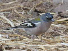 Fringilla coelebs africana