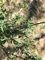 Vittadinia cuneata