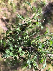 Vittadinia cuneata