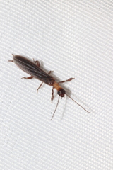 Embioptera