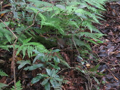 Sericornis frontalis