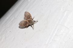 Clogmia albipunctata