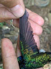 Thalurania furcata
