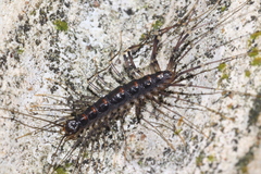 Scutigeromorpha