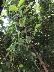 Ficus microcarpa latifolia