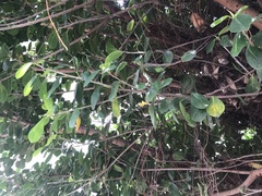 Ficus microcarpa latifolia