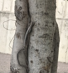 Ficus microcarpa latifolia