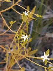 Olax stricta