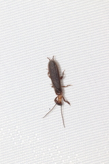 Embioptera