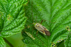 Adelphocoris quadripunctatus