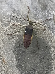 Paradasynus spinosus