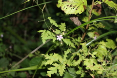 Geranium robertianum