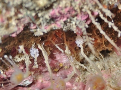 Coryphellina albomarginata