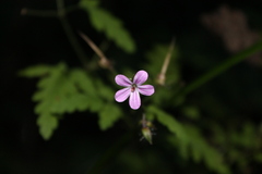 Geranium robertianum
