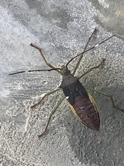 Paradasynus spinosus