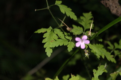 Geranium robertianum