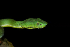 Trimeresurus nebularis