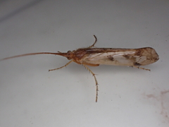Limnephilus