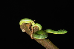 Trimeresurus nebularis