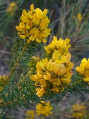 Phyllota phylicoides