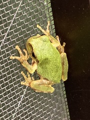 Hyla japonica
