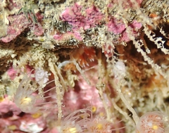 Coryphellina albomarginata