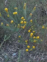 Phyllota phylicoides