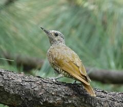 Colaptes auricularis