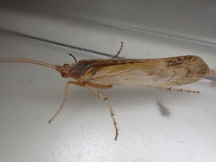 Limnephilus flavicornis