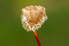 Mycetinis scorodonius