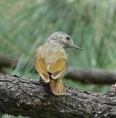 Colaptes auricularis