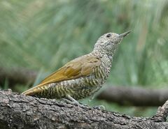 Colaptes auricularis