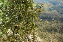 Elodea nuttallii